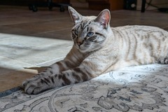   : Peanut