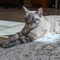   : Peanut