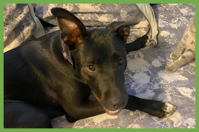 Zena, a american pitbull terrier/german shepherd mix looking for a loving home in Brimfield, MA