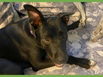  : Zena