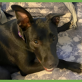  : Zena