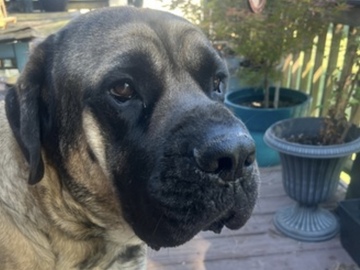   : Dozer 