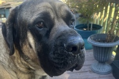   : Dozer 