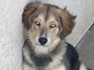   : Goberian Puppy