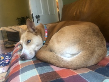   : Stella