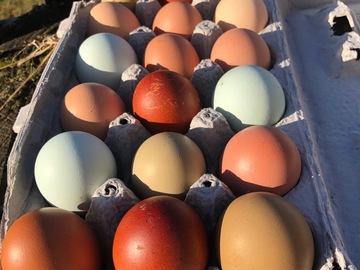 Selling with In-person Payment: Rainbow colored chicken eggs