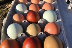 Selling with In-person Payment: Rainbow colored chicken eggs