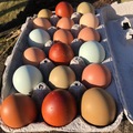 Selling with In-person Payment: Rainbow colored chicken eggs