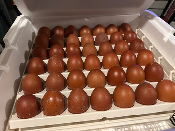 Selling with In-person Payment: Black copper maran hatching eggs