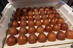 Selling with In-person Payment: Black copper maran hatching eggs