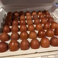 Selling with In-person Payment: Black copper maran hatching eggs