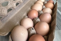 Selling with In-person Payment: Farm fresh brown eggs