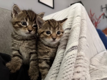   : Mochi & Leo