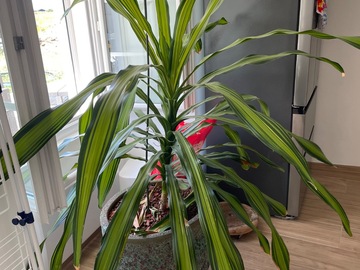 Vente: Dracaena plante intérieur 
