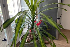 Sales: Dracaena plante intérieur 