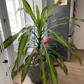 Sales: Dracaena plante intérieur 