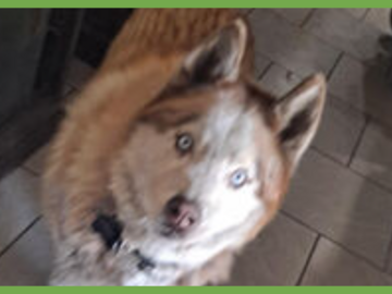  : Wolf