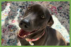  : Dolly