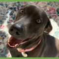  : Dolly