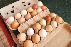 Selling with In-person Payment: Farm Fresh Eggs for sale