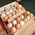 Selling with In-person Payment: Farm Fresh Eggs for sale