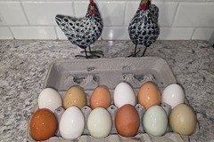 Selling with In-person Payment: Pasture Raise Eggs