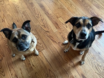   : Rosie & Tucker