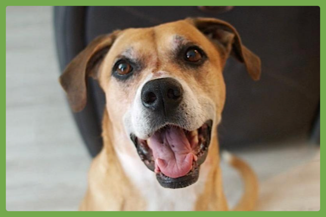 Denim, a boxer/german shepherd mix looking for a loving home in Fontana, CA