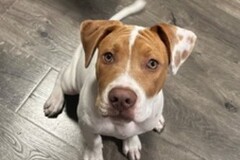   : Moose