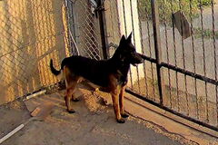   : Dexter