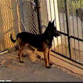   : Dexter