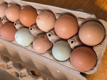 Selling with In-person Payment: Medium to Large Chicken Eggs