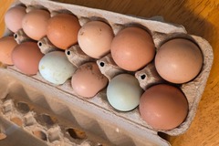 Selling with In-person Payment: Medium to Large Chicken Eggs