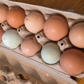 Selling with In-person Payment: Medium to Large Chicken Eggs