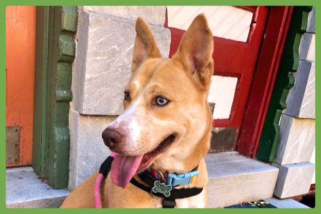 Stella, a siberian husky mix looking for a loving home in Trenton, NJ