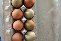 Selling with online payment: Littlechickboos Eggs