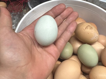 Selling with In-person Payment: Fertilized eggs