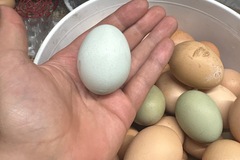 Selling with In-person Payment: Fertilized eggs