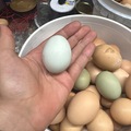 Selling with In-person Payment: Fertilized eggs