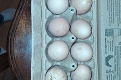 Selling with online payment: Farm Fresh Eggs