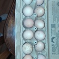 Selling with online payment: Farm Fresh Eggs