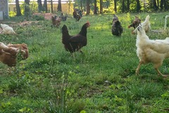 Selling with In-person Payment: Sale of 100% organic eggs