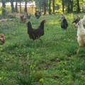 Selling with In-person Payment: Sale of 100% organic eggs