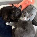   : Jack and Dory
