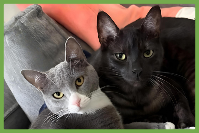 Dory and Jack, a domestic short hair looking for a loving home in Dallas, TX