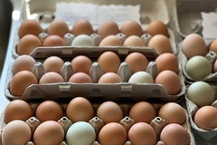 Selling with In-person Payment: Farm Fresh Free-Range Eggs | Collected Daily | Unwashed