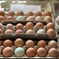 Selling with In-person Payment: Farm Fresh Free-Range Eggs | Collected Daily | Unwashed