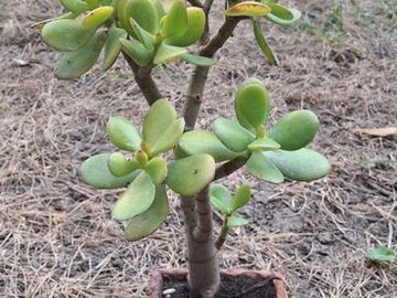 Vente: Arbre de jade "crassula ovata"