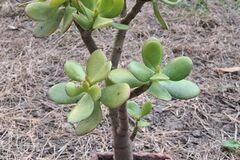 Vente: Arbre de jade "crassula ovata"