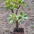 Vente: Arbre de jade "crassula ovata"